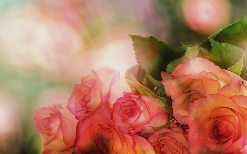 roses-3141486_960_720